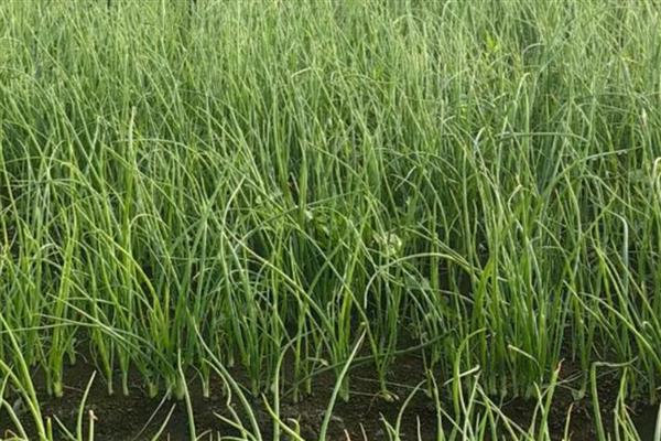 洋葱苗怎样育，可以在秋季进行