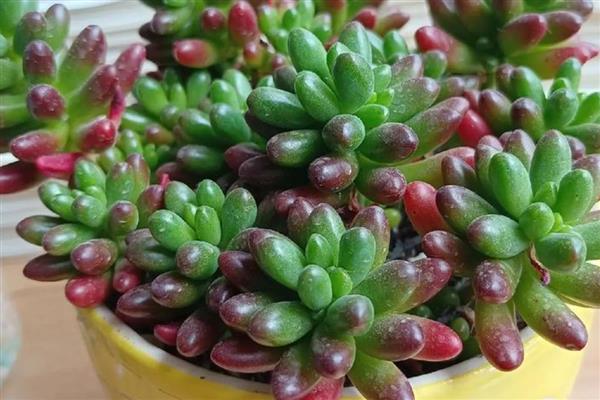 多肉植物能不能水培，水培时会导致茎叶徒长