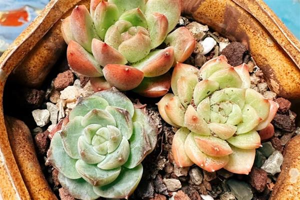 多肉植物能不能水培，水培时会导致茎叶徒长