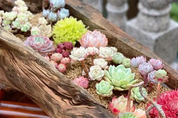 多肉植物能不能水培，水培时会导致茎叶徒长