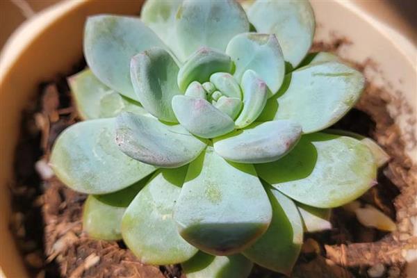 多肉植物能不能水培，水培时会导致茎叶徒长