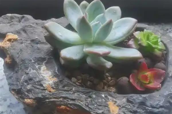 多肉植物能不能水培，水培时会导致茎叶徒长