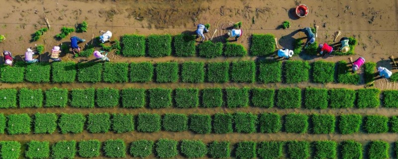 什么是农业，劳动对象是有生命的动植物