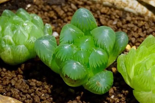 多肉植物能不能水培，水培时会导致茎叶徒长