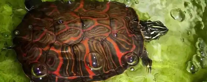 火焰龟的适宜水温，要保持在23-28℃