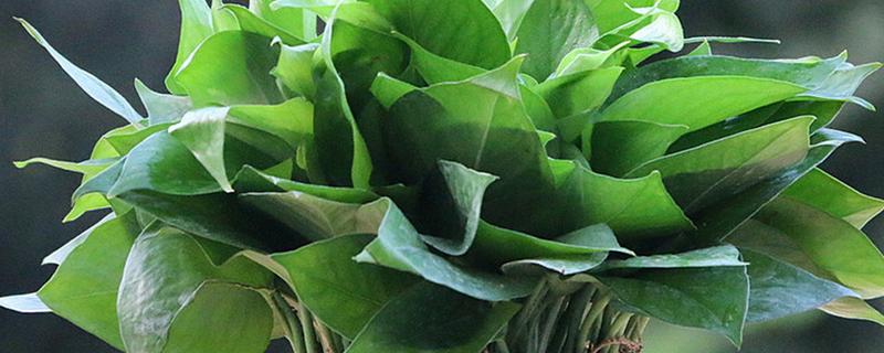 怎样养绿萝，春、秋两季要减少浇水次数