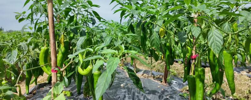 菜椒施什么肥，以有机肥为主