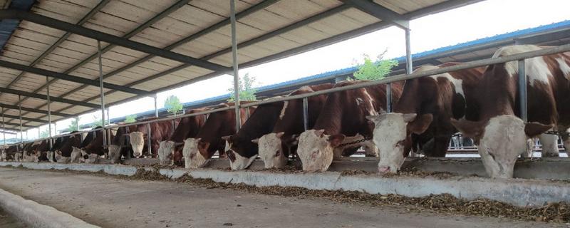 什么品种的杂交牛好，推荐三元杂交牛、西门塔尔改良牛等