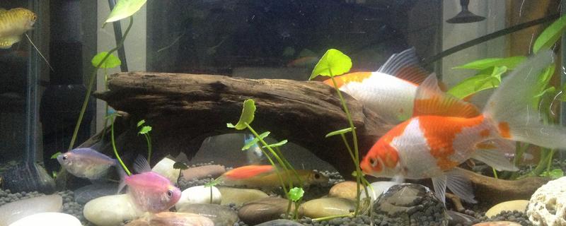 鱼缸养鱼要一直打氧吗，需根据饲养密度而定