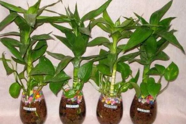 荷花竹怎么水培，生根后不宜换水