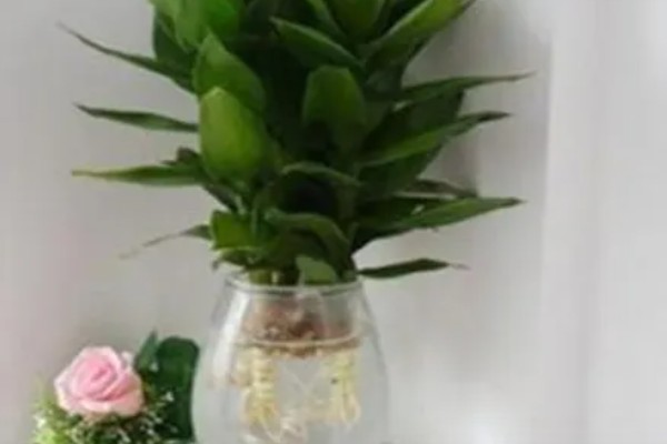 荷花竹怎么水培，生根后不宜换水