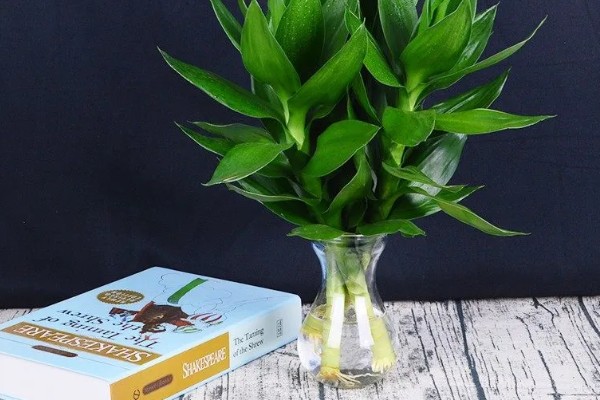 荷花竹怎么水培，生根后不宜换水