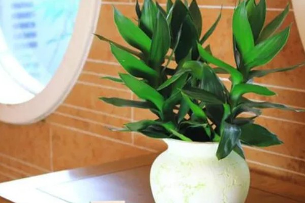 荷花竹怎么水培，生根后不宜换水