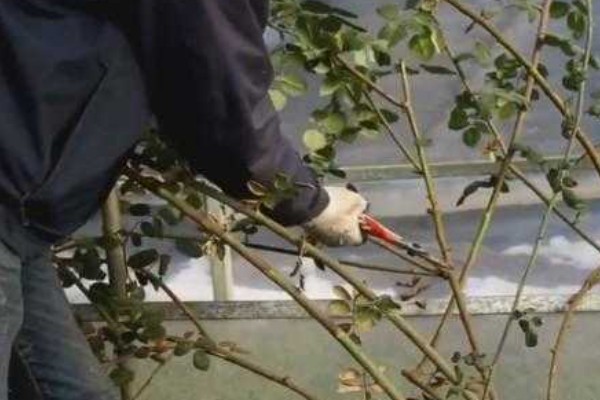 藤本月季如何修剪,换盆时将老枝病枝都要剪掉