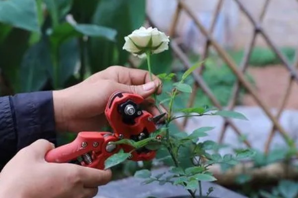 藤本月季如何修剪,换盆时将老枝病枝都要剪掉