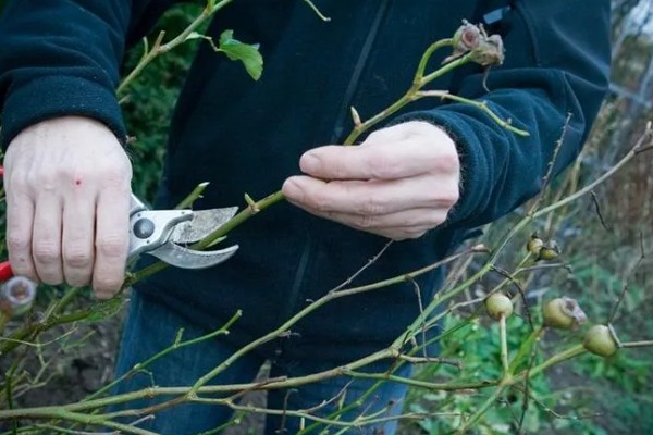 藤本月季如何修剪,换盆时将老枝病枝都要剪掉