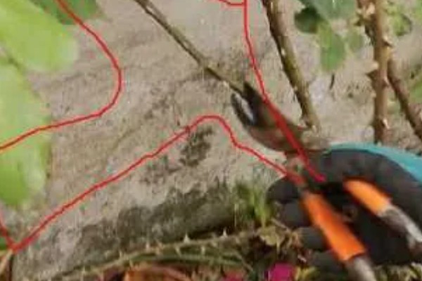 藤本月季如何修剪,换盆时将老枝病枝都要剪掉