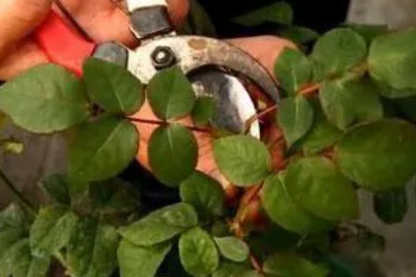 藤本月季如何修剪,换盆时将老枝病枝都要剪掉