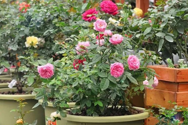 藤本月季如何修剪,换盆时将老枝病枝都要剪掉