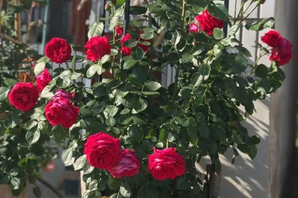 藤本月季如何修剪,换盆时将老枝病枝都要剪掉