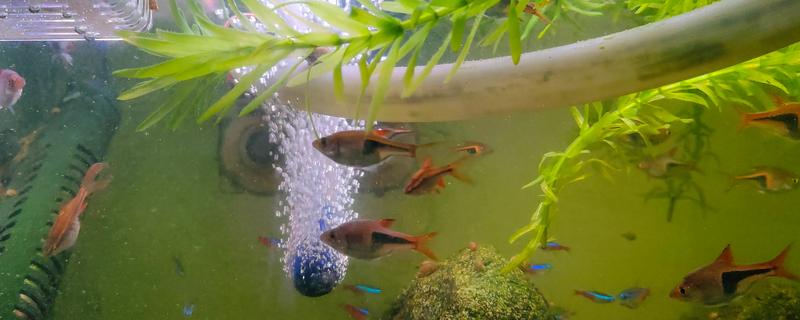 怎么才算爆氧，就是把氧气泵的功率开到最大