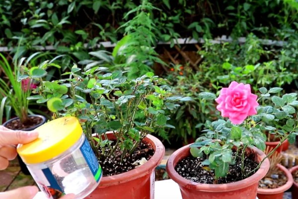 藤本月季如何修剪,换盆时将老枝病枝都要剪掉