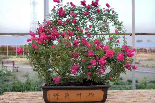 藤本月季如何修剪,换盆时将老枝病枝都要剪掉