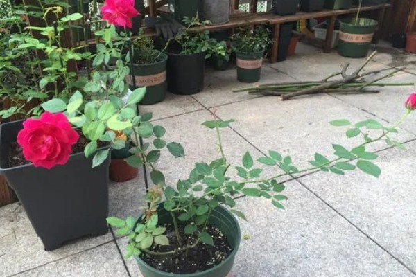 藤本月季如何修剪,换盆时将老枝病枝都要剪掉