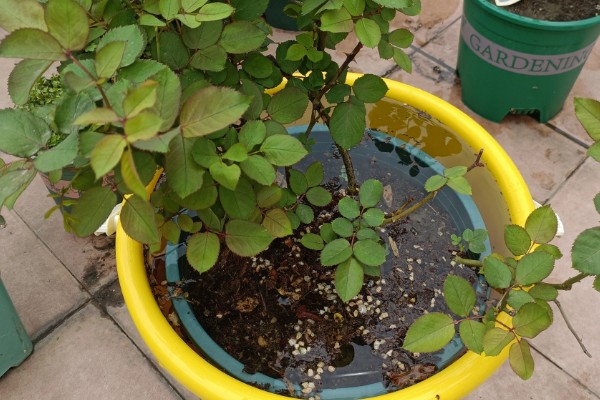 藤本月季如何修剪,换盆时将老枝病枝都要剪掉