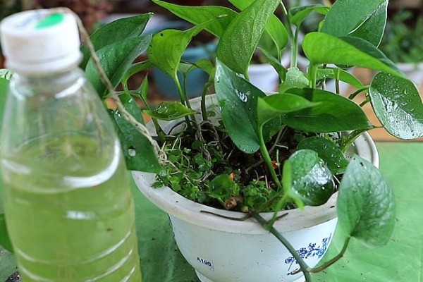 阿司匹林能浇绿萝吗，可以用来浇绿萝