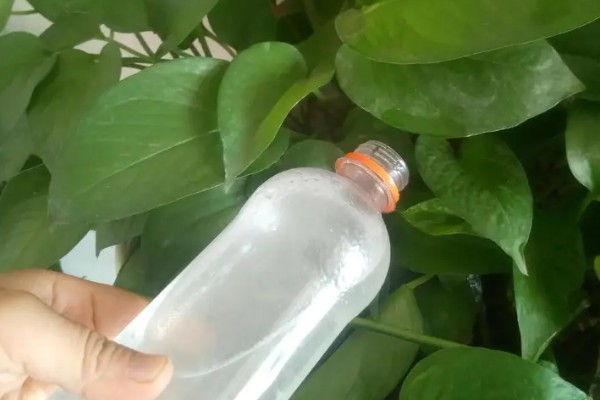 阿司匹林能浇绿萝吗，可以用来浇绿萝