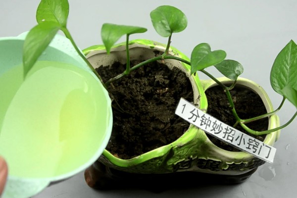 阿司匹林能浇绿萝吗，可以用来浇绿萝