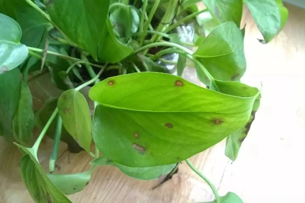 阿司匹林能浇绿萝吗，可以用来浇绿萝