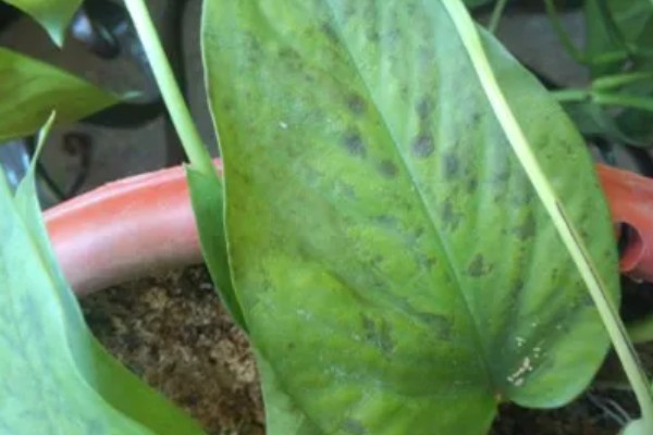 阿司匹林能浇绿萝吗，可以用来浇绿萝