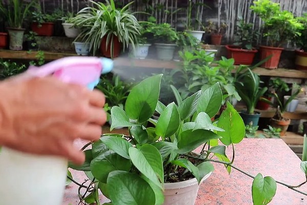 阿司匹林能浇绿萝吗，可以用来浇绿萝