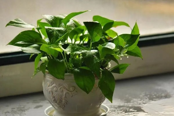 阿司匹林能浇绿萝吗，可以用来浇绿萝