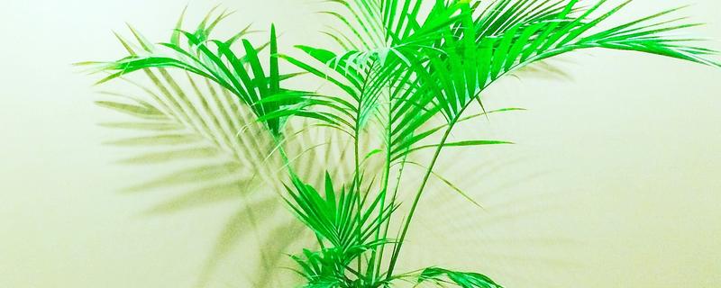 网购的散尾葵为什么养不活，可能是没有缓苗所致