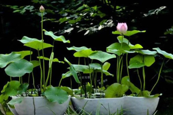 荷花冬天会开花吗,冬季通常不开花