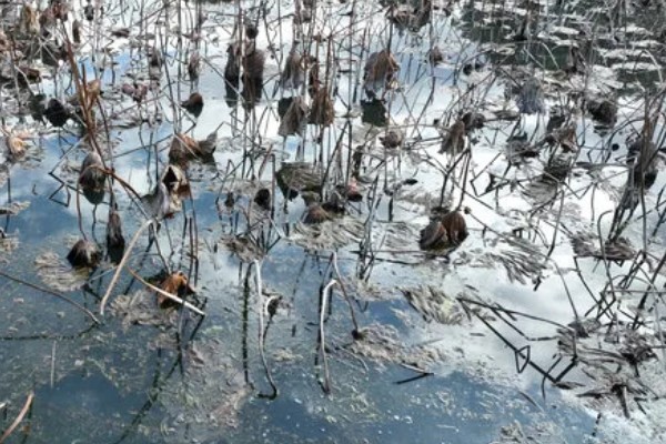 荷花冬天会开花吗,冬季通常不开花