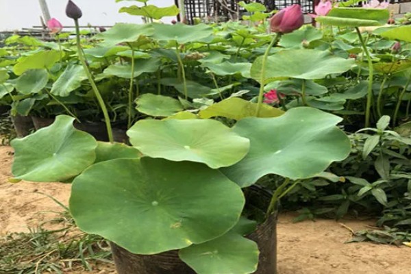 荷花冬天会开花吗,冬季通常不开花