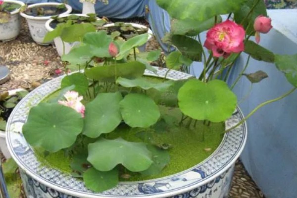 荷花冬天会开花吗,冬季通常不开花