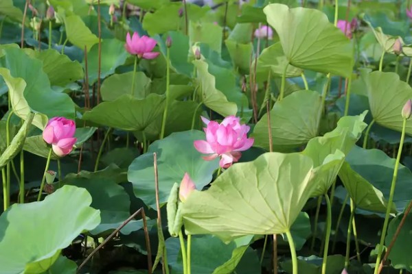 荷花冬天会开花吗,冬季通常不开花
