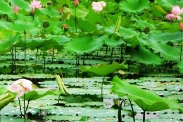 荷花冬天会开花吗,冬季通常不开花