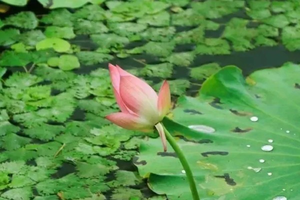 荷花冬天会开花吗,冬季通常不开花