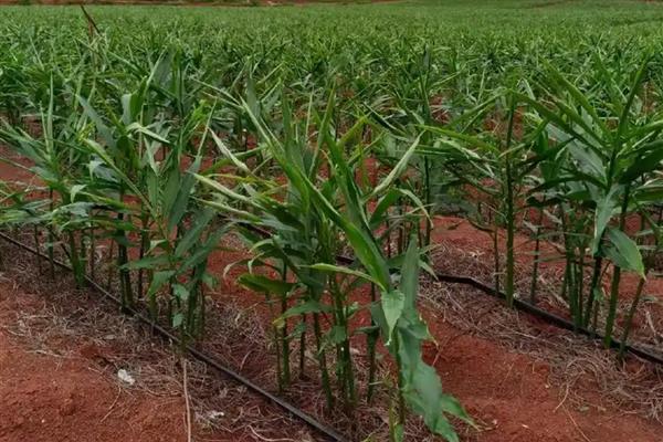 种姜施什么肥料能提高产量，种植前施足粪肥、生长期喷施磷酸二氢钾