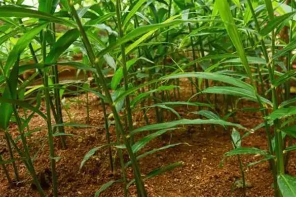 种姜施什么肥料能提高产量，种植前施足粪肥、生长期喷施磷酸二氢钾