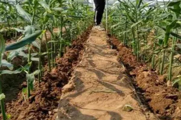 种姜施什么肥料能提高产量，种植前施足粪肥、生长期喷施磷酸二氢钾