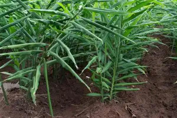 种姜施什么肥料能提高产量，种植前施足粪肥、生长期喷施磷酸二氢钾