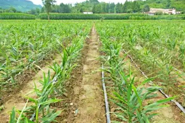 种姜施什么肥料能提高产量，种植前施足粪肥、生长期喷施磷酸二氢钾