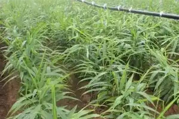 种姜施什么肥料能提高产量，种植前施足粪肥、生长期喷施磷酸二氢钾